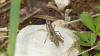 Chorthippus sp.